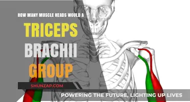 Understanding the Triceps Brachii: Muscle Heads and Their Functions