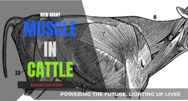 Muscle Anatomy of Cattle: Understanding Their Physical Makeup