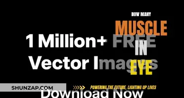 Eye Muscles: The Power Behind Our Vision