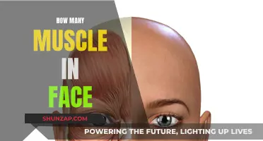 Exploring the Many Muscles of the Human Face