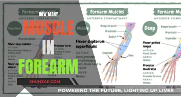 Exploring the Muscles of the Forearm: A Comprehensive Guide