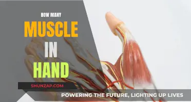 Exploring the Muscles in Your Hand: A Complex System