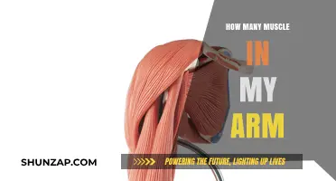 Exploring the Muscles in Your Arm: A Comprehensive Breakdown
