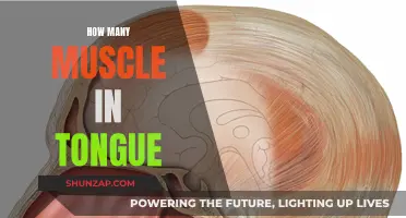 The Muscles of the Tongue: A Complex System