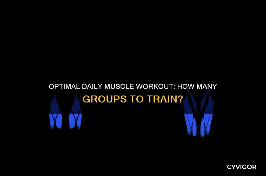 how many muscles a day should i work out on