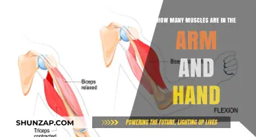 Exploring the Muscular Anatomy of the Arm and Hand