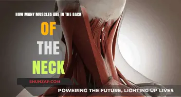 Exploring the Anatomy: Muscles of the Neck's Posterior Region