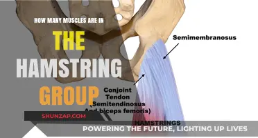 Understanding the Hamstring Group: Muscles, Functions, and Importance