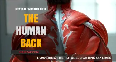 Exploring the Anatomy of the Human Back: A Muscle Guide