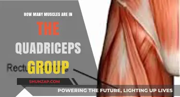 Unveiling the Quadriceps: Exploring the Muscles in This Powerful Group