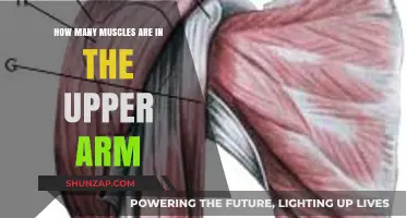 Exploring the Muscular Anatomy of the Upper Arm: A Comprehensive Guide