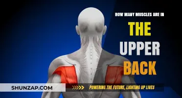 Unveiling the Anatomy of Your Upper Back: A Muscular Exploration