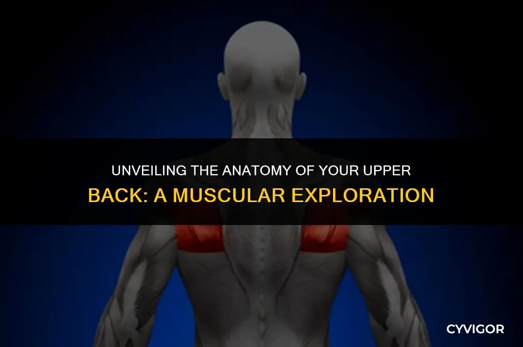 how many muscles are in the upper back