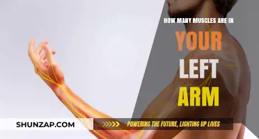 Unveiling the Muscular Anatomy: How Many Muscles Are in Your Left Arm?