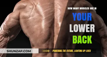 Exploring the Anatomy of Your Lower Back: A Muscle Guide