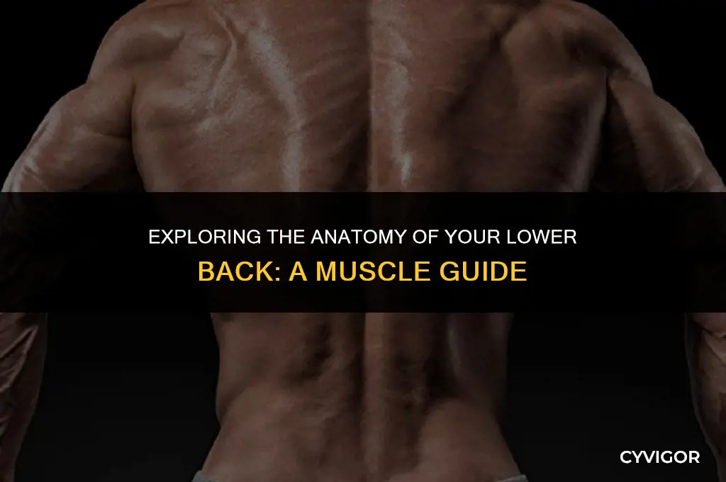 how many muscles are in your lower back