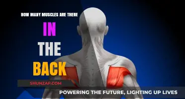 Exploring the Anatomy of Your Back: A Comprehensive Guide