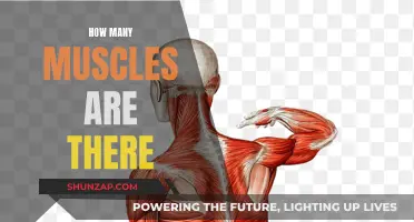 Muscle Anatomy: Exploring the Count and Functions