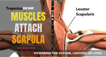 Muscles Attached to the Scapula: Understanding Their Functions and Attachments