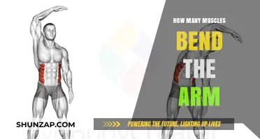 Understanding the Muscles Responsible for Bending Your Arm