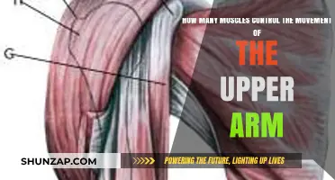 Understanding the Muscles Behind Upper Arm Movement and Function