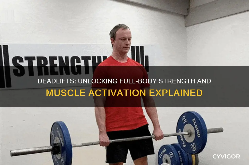 how many muscles do deadlifts work