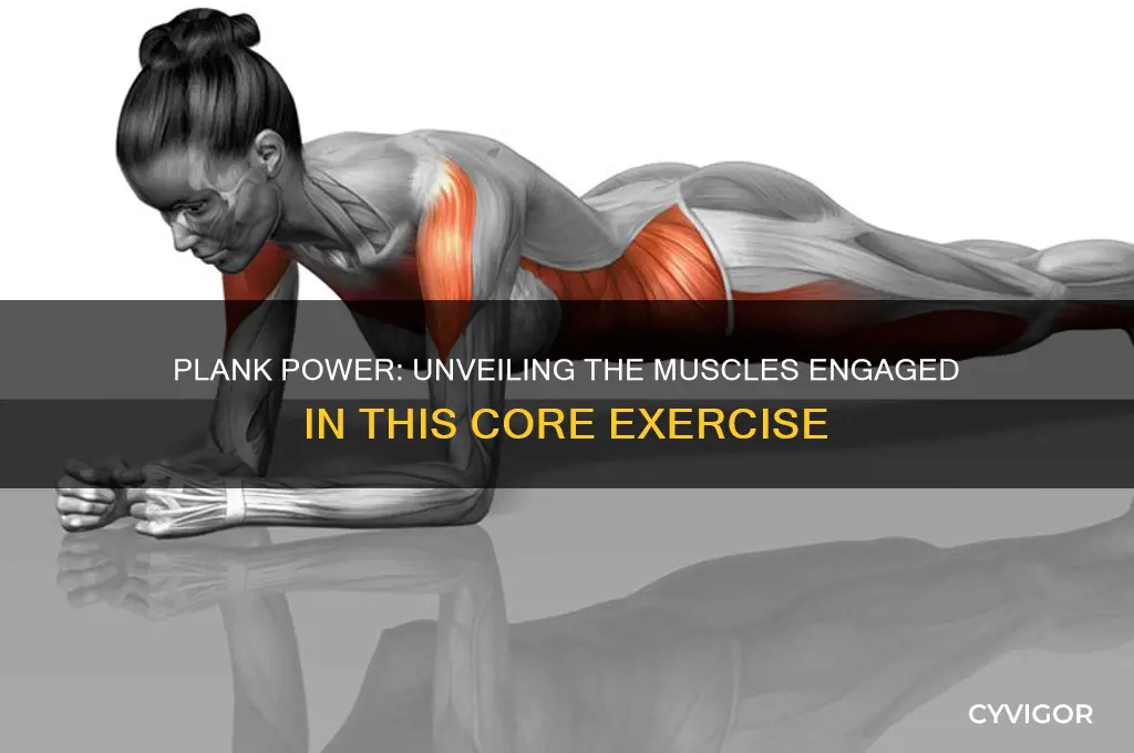 how many muscles do planks work