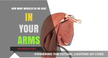 Unveiling the Muscular Mystery: How Many Muscles Power Your Arms?