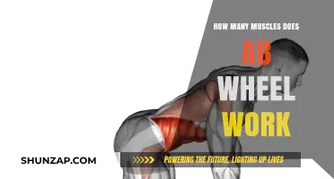 Ab Wheel Workout: Unlocking Core Muscles and Total Body Strength