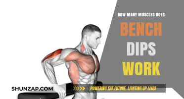 Muscles Targeted by Bench Dips: A Comprehensive Breakdown