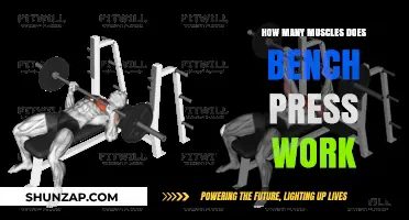 Muscles Engaged: Unveiling the Bench Press Workout's Full-Body Impact