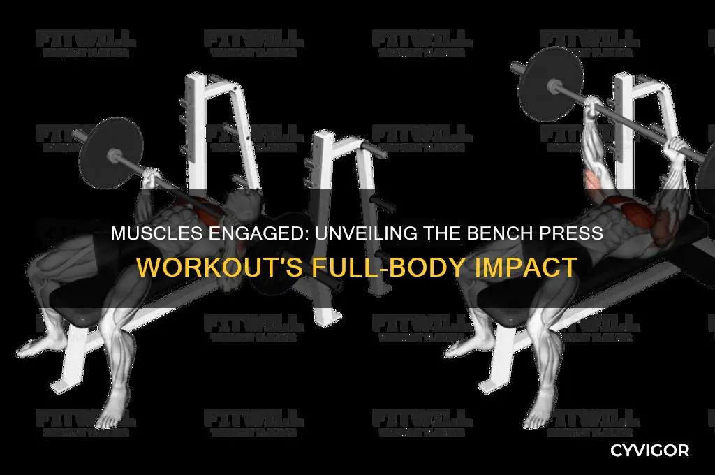 how many muscles does bench press work