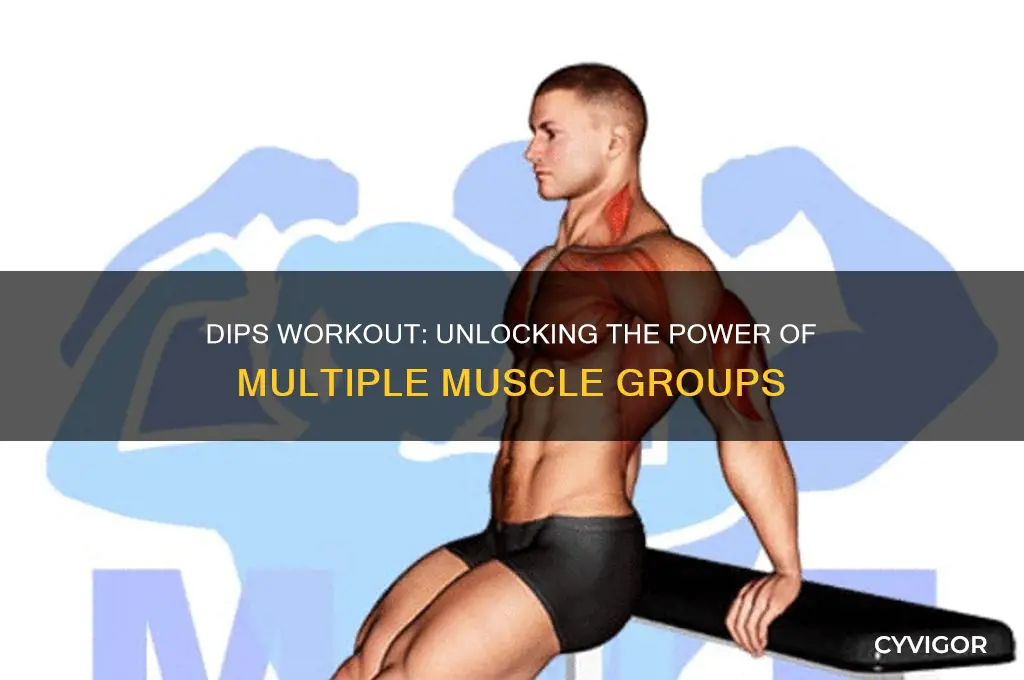how many muscles does dips work