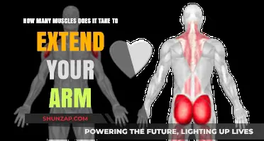 Understanding the Muscular Effort Behind Extending Your Arm
