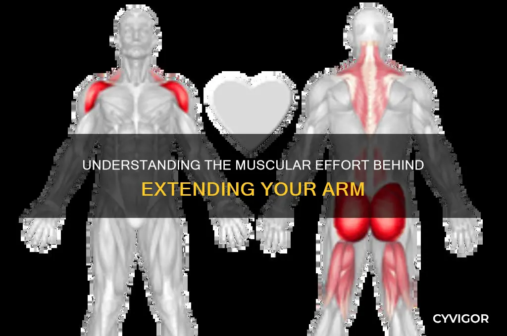 how many muscles does it take to extend your arm