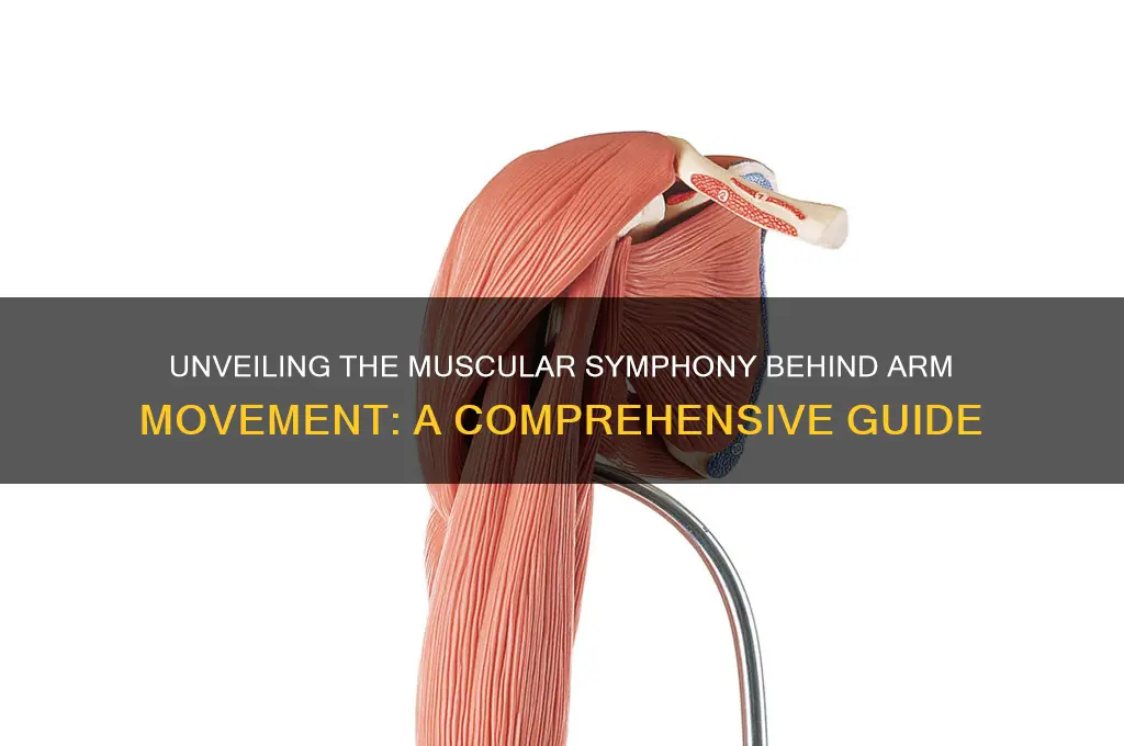how many muscles does it take to move your arm