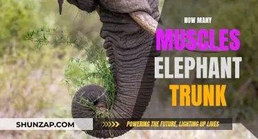The Muscular Might of Elephant Trunks