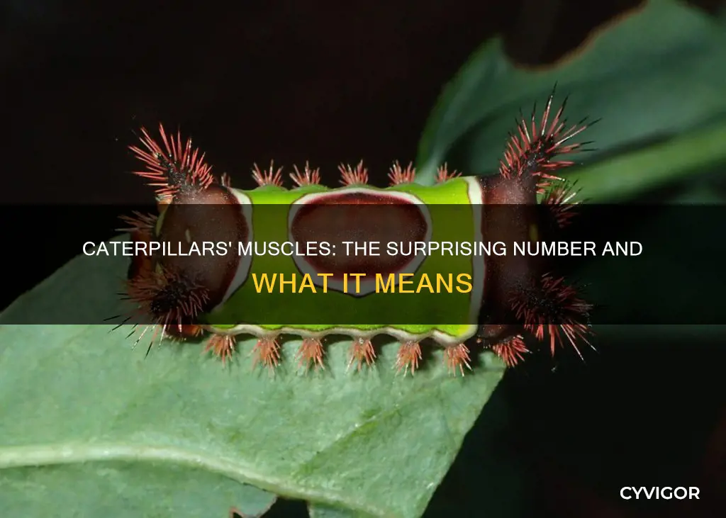 how many muscles for caterpillars