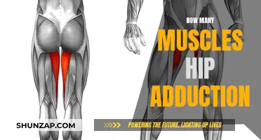 Muscles Involved in Hip Adduction: Understanding the Anatomy