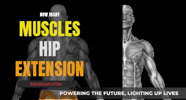 Hip Extension Muscles: How Many Do You Need?