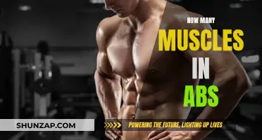 Exploring the Intricacies of Abdominal Muscles