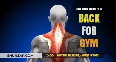 Unleashing Strength: A Guide to Back Muscles for Gym Enthusiasts