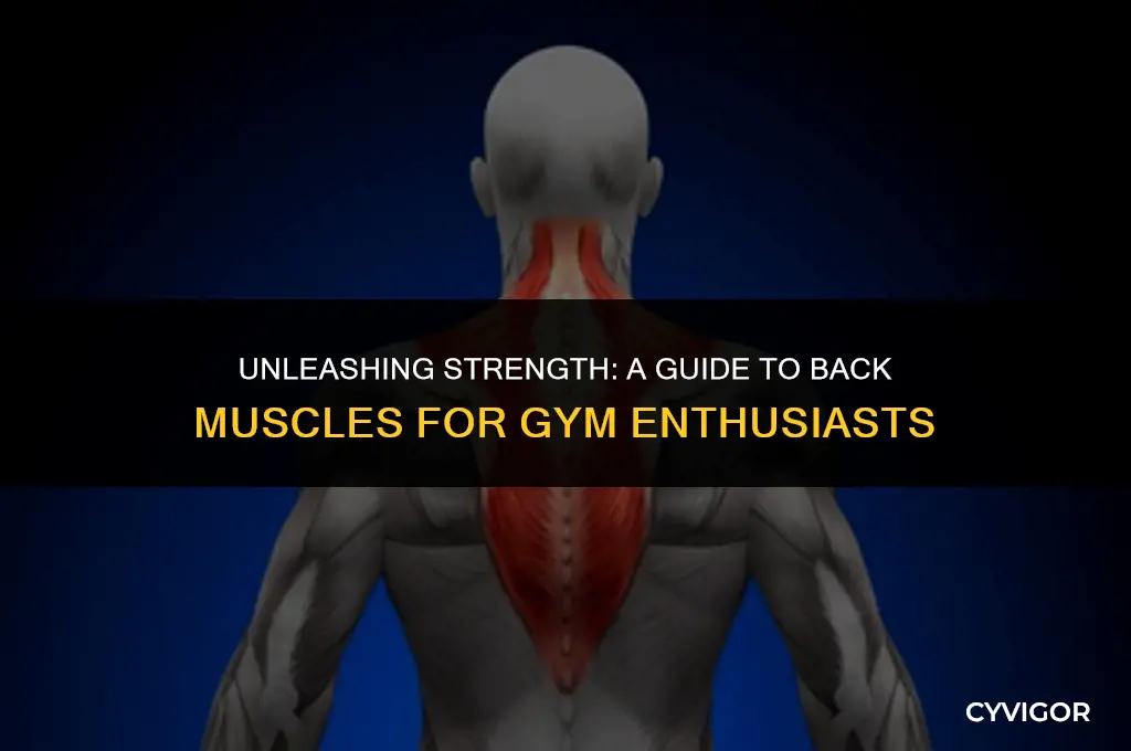 how many muscles in back for gym