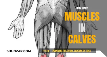 Exploring the Muscles in Our Calves