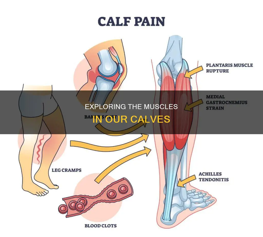 how many muscles in calves