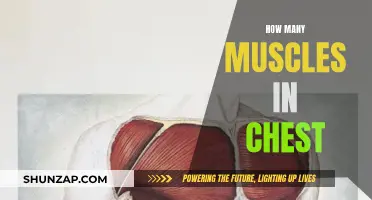 Exploring the Muscles of the Chest: How Many Are There?