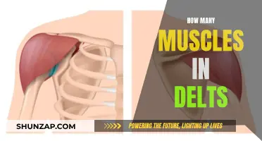 Exploring the Anatomy of Delts: Muscle Count and Function
