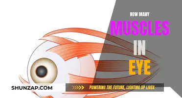 The Muscles Behind Vision: Eye's Unseen Strength