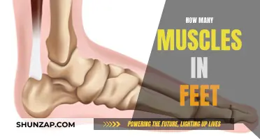 Foot Muscles: Understanding Their Count and Function