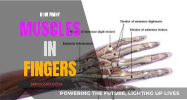 The Muscles in Your Fingers: A Surprising Number